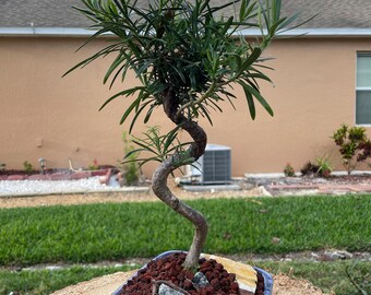 S-shaped Podocarpus Bonsai Tree: 10-year-old Plum Pine, 20'' Tall