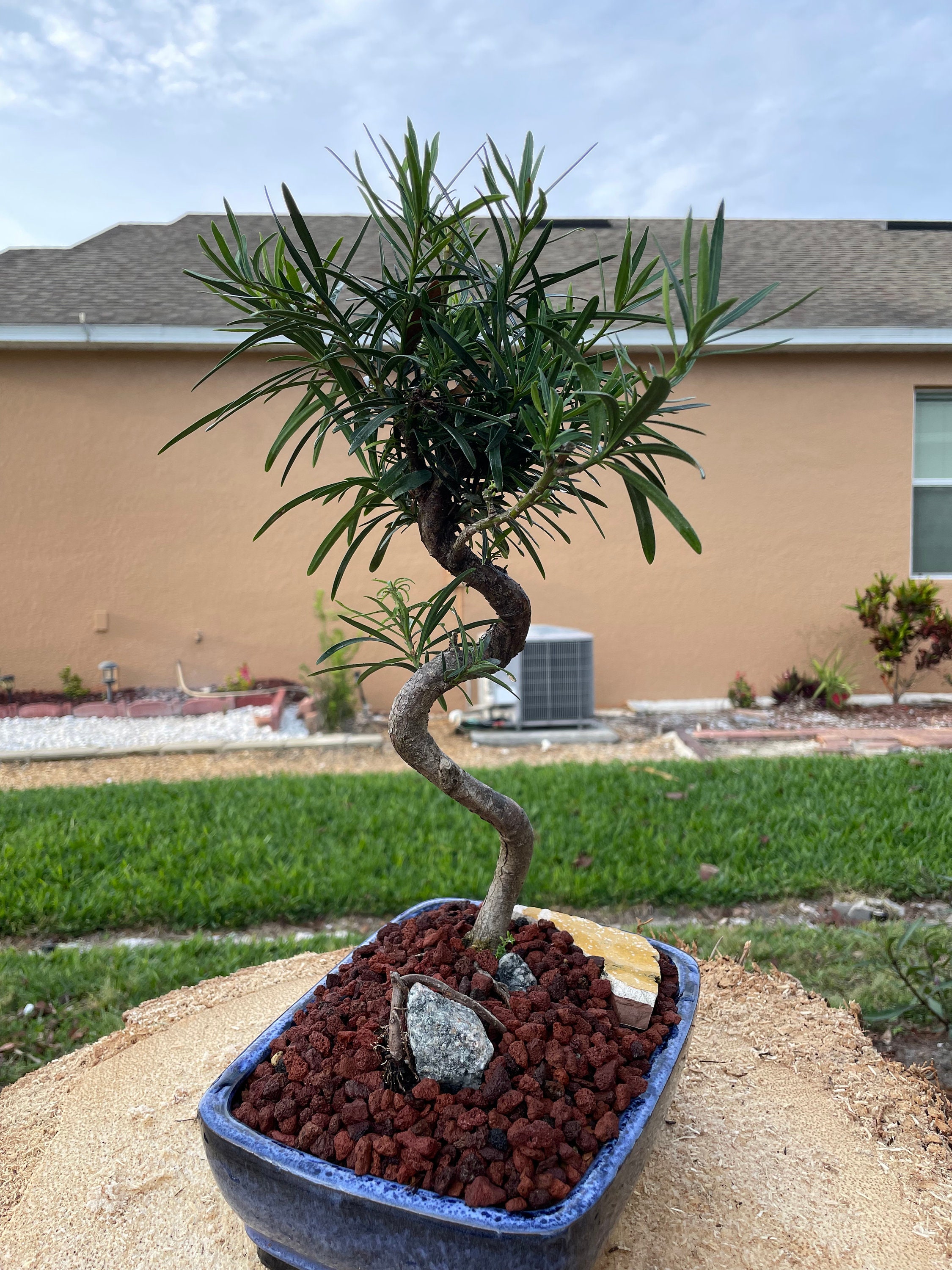 S-shaped Podocarpus Bonsai Tree: 10-year-old Plum Pine, 20'' Tall