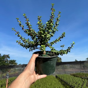 May include: A small green potted plant with red stems and green leaves. The plant is being held in a person's hand.