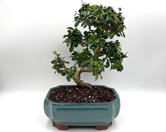 bonsai graphic Twisted Bonsai Tree Tattoo Design main image 1