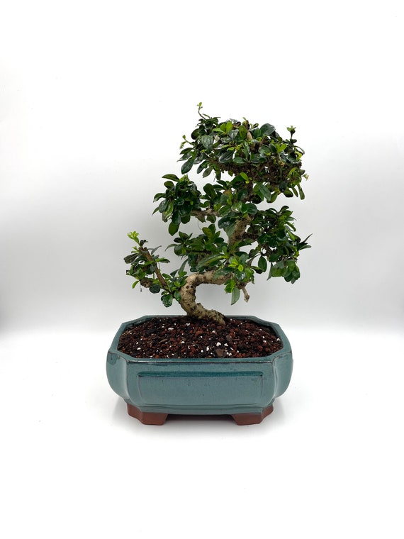 Carmona Fukien Tea Bonsai: 16-year-old Styled Indoor Tree in 10
