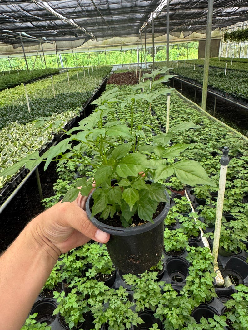 LJPlantNursery China Doll Plant - Thumbnail 3