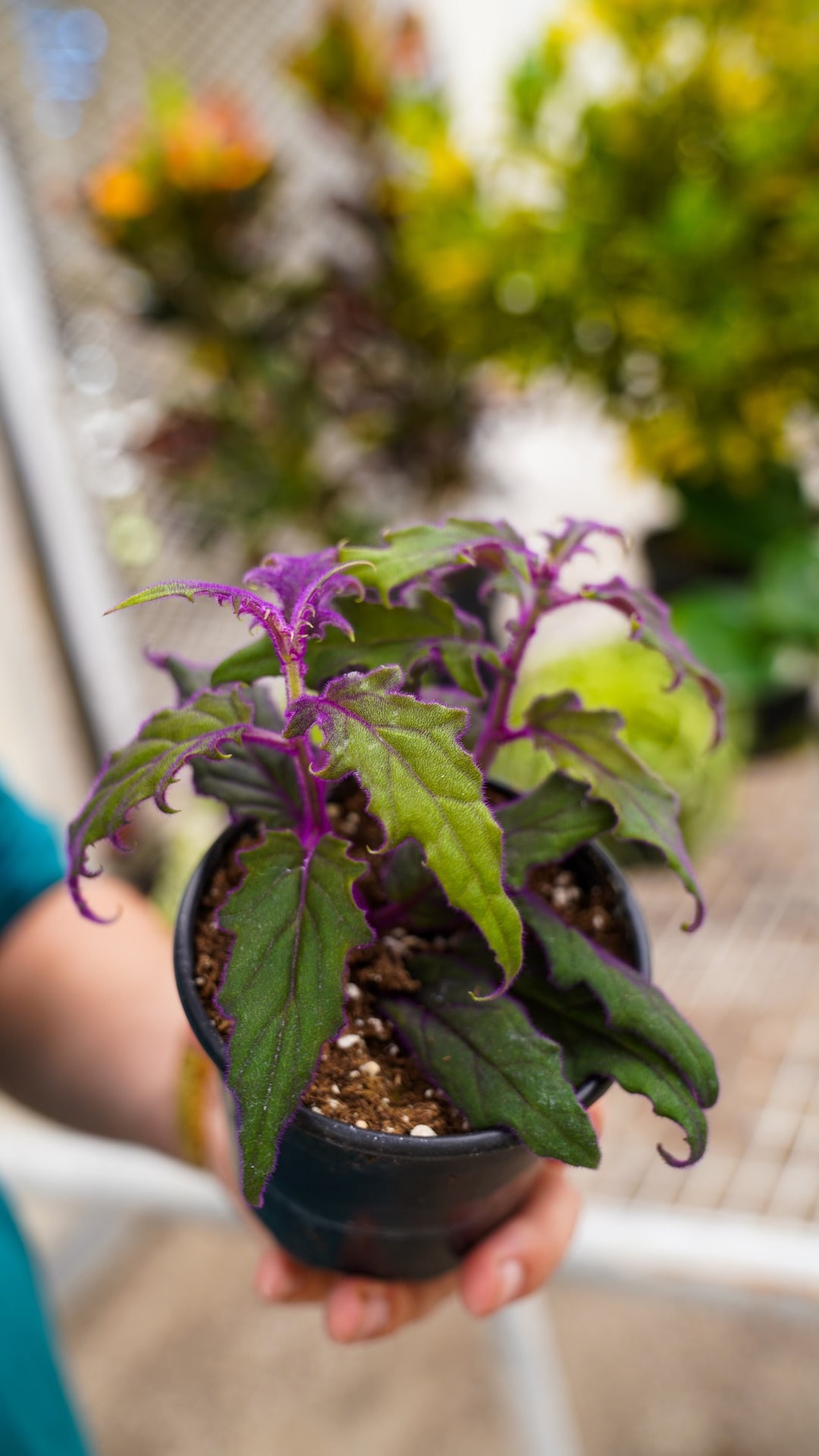 Purple Passion Plant Gynura Aurantiaca Velvet Purple Plant 4 Inch Plant