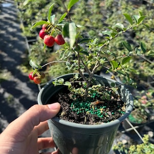 May include: A small potted tree with red berries and green leaves. The tree is in a gray plastic pot with green granules on the soil.