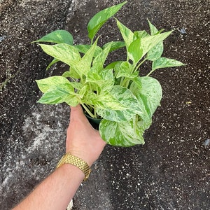 May include: A potted plant with variegated leaves. The leaves are green and white with a marbled pattern. The plant is being held in a person's hand.