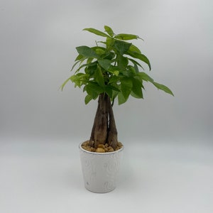 Money Tree, Pachira Aquatica, Good Luck tree, Live houseplant in 5" pot