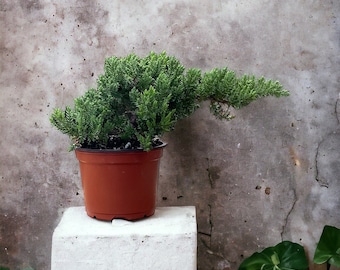 Juniper Bonsai - Pre Bonsai - Age 2 - Easy to Grow Bonsai (Spend 35 dollars or more and Get FREE SHIPPING)