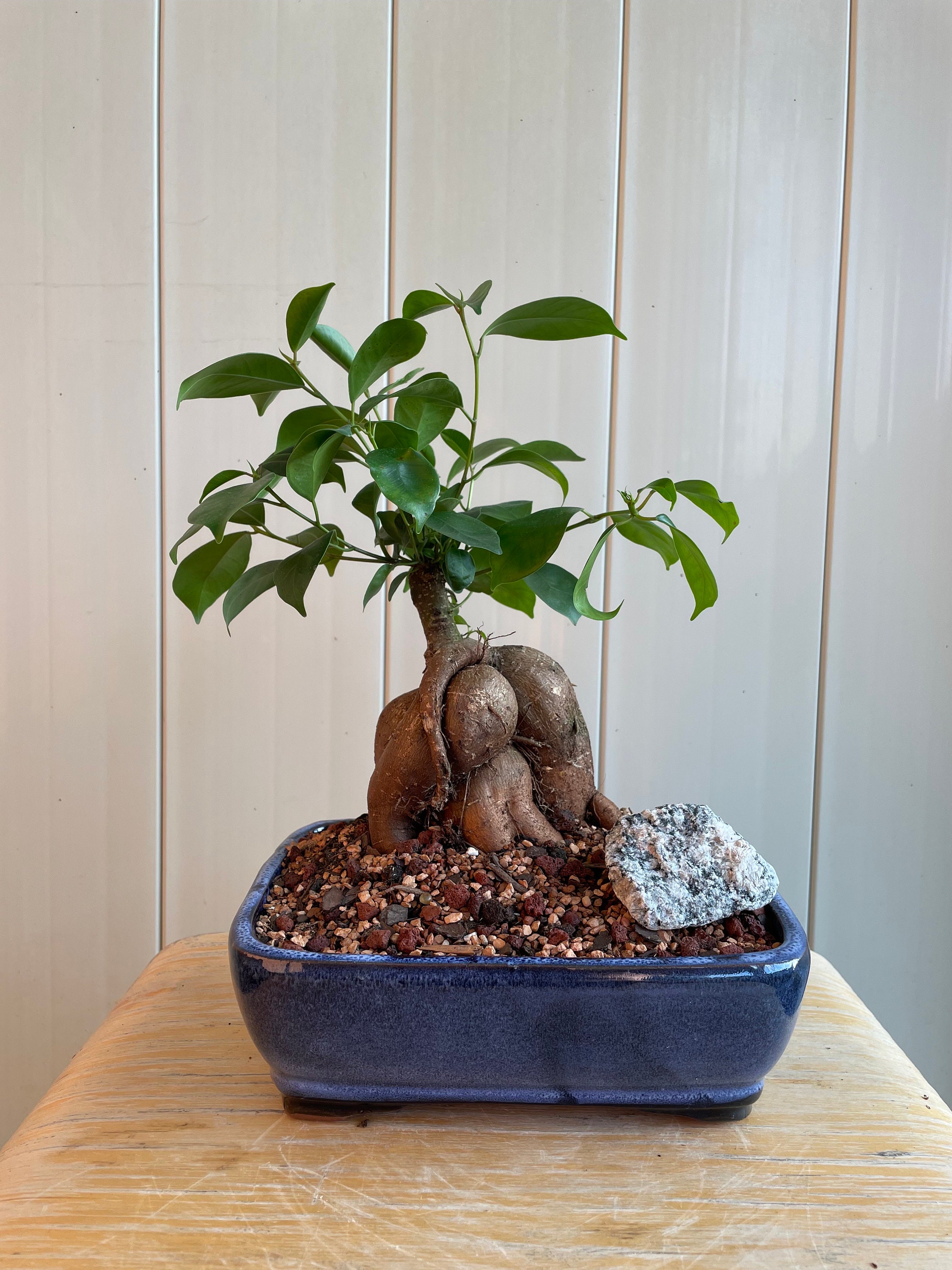 Ginseng Ficus Bonsai, 7-year Indoor Live Plant - Etsy