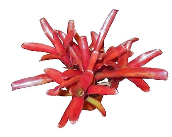 Fireball Bromeliad (NEOREGALIA SPP.) - 6'' POT - Extra Pups - Extra Red