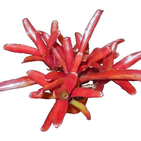 Fireball Bromeliad (NEOREGALIA SPP.) - 6'' POT - Extra Pups - Extra Red