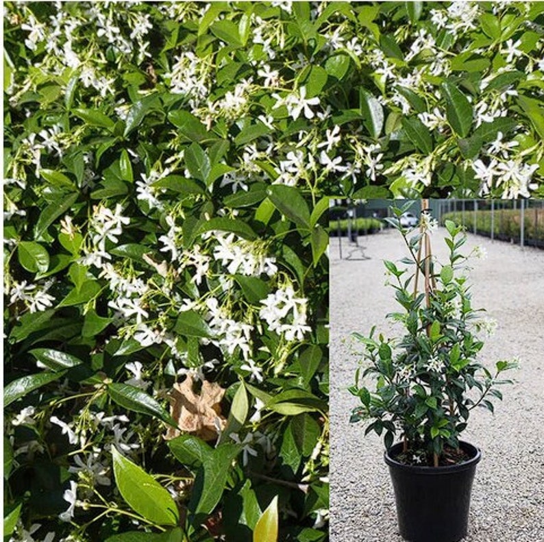 Premium Trachelospermum jasminoides Fragrant Jasmine Plant for Sale 1 Gallon Pot Blooming Flowers image 5