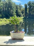 Barbados Weeping Cherry Bonsai Tree | Edible Fruit | Ceramic Pot