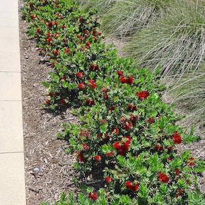Little John Bottlebrush Plant | Live Bottlebrush Shrub | Callistemon 'Little John' | 1 Gallon