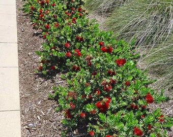 May include: A row of vibrant green bushes with bright red, bottlebrush-shaped flowers. The bushes are planted along a light-colored stone walkway and a bed of mulch. Tall, dried grasses are in the background.