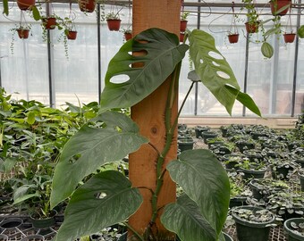philodendron gabby Philodendron hederaceum 'Gabby'