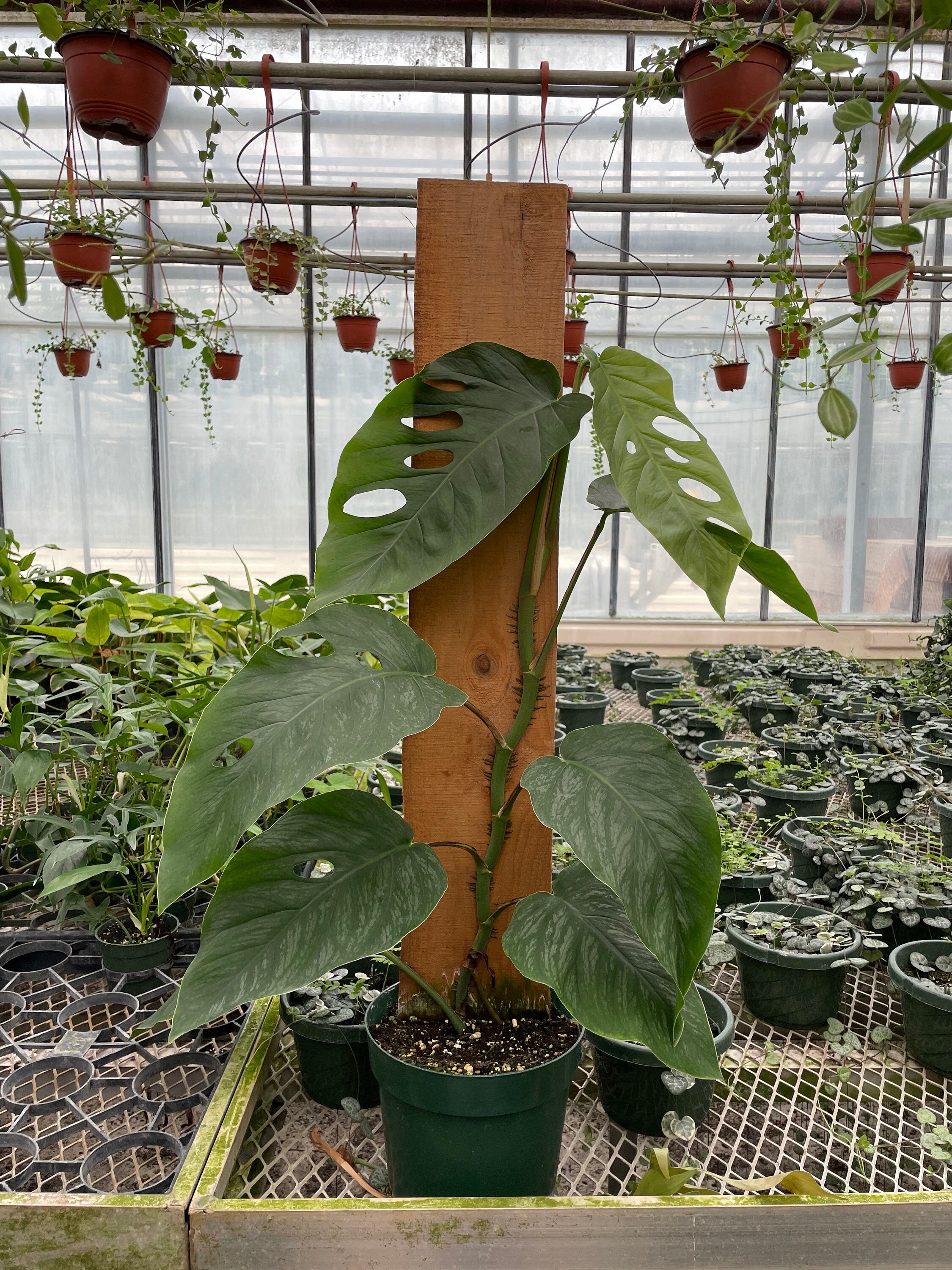 Rare Tall Monstera Dubia on Plank: Exotic Houseplant (40'' Height)