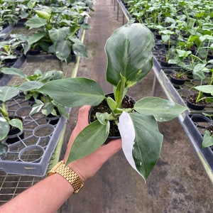 Philodendron White Wizard White Variegation 4'' image 1