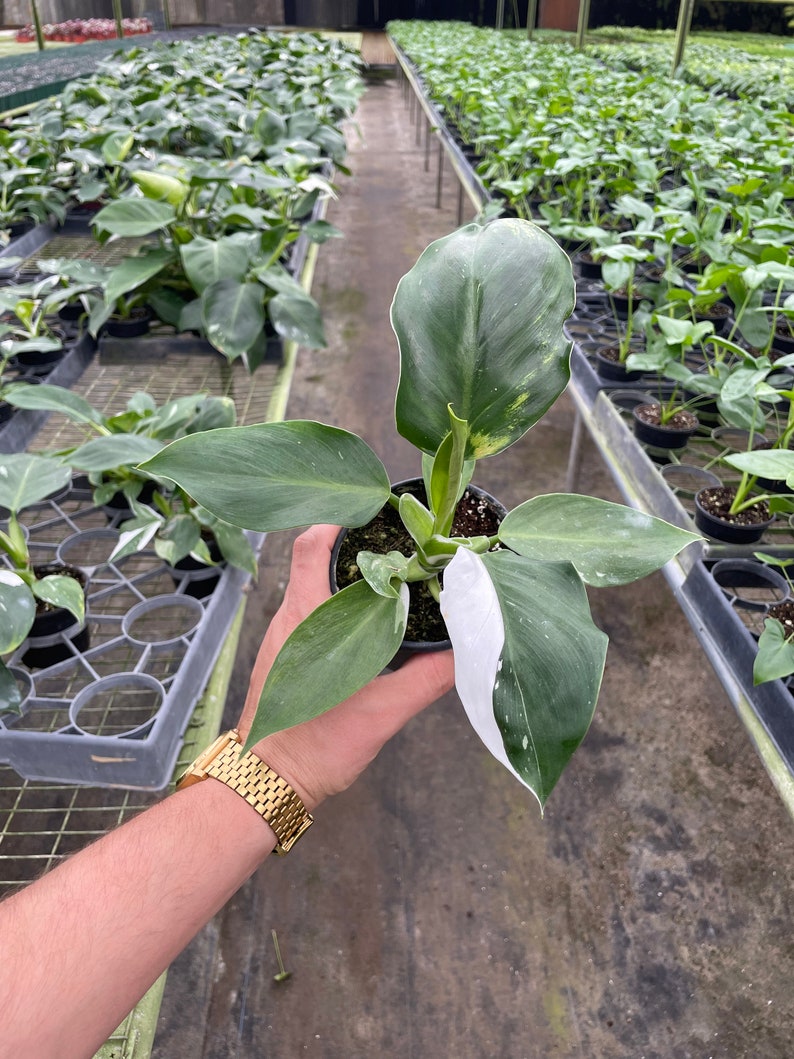 Philodendron White Wizard White Variegation 4'' image 1