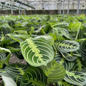 Rare Maranta Leuconeura Lime Plant in 6 Pot Perfect for Home or Office Decor image 6
