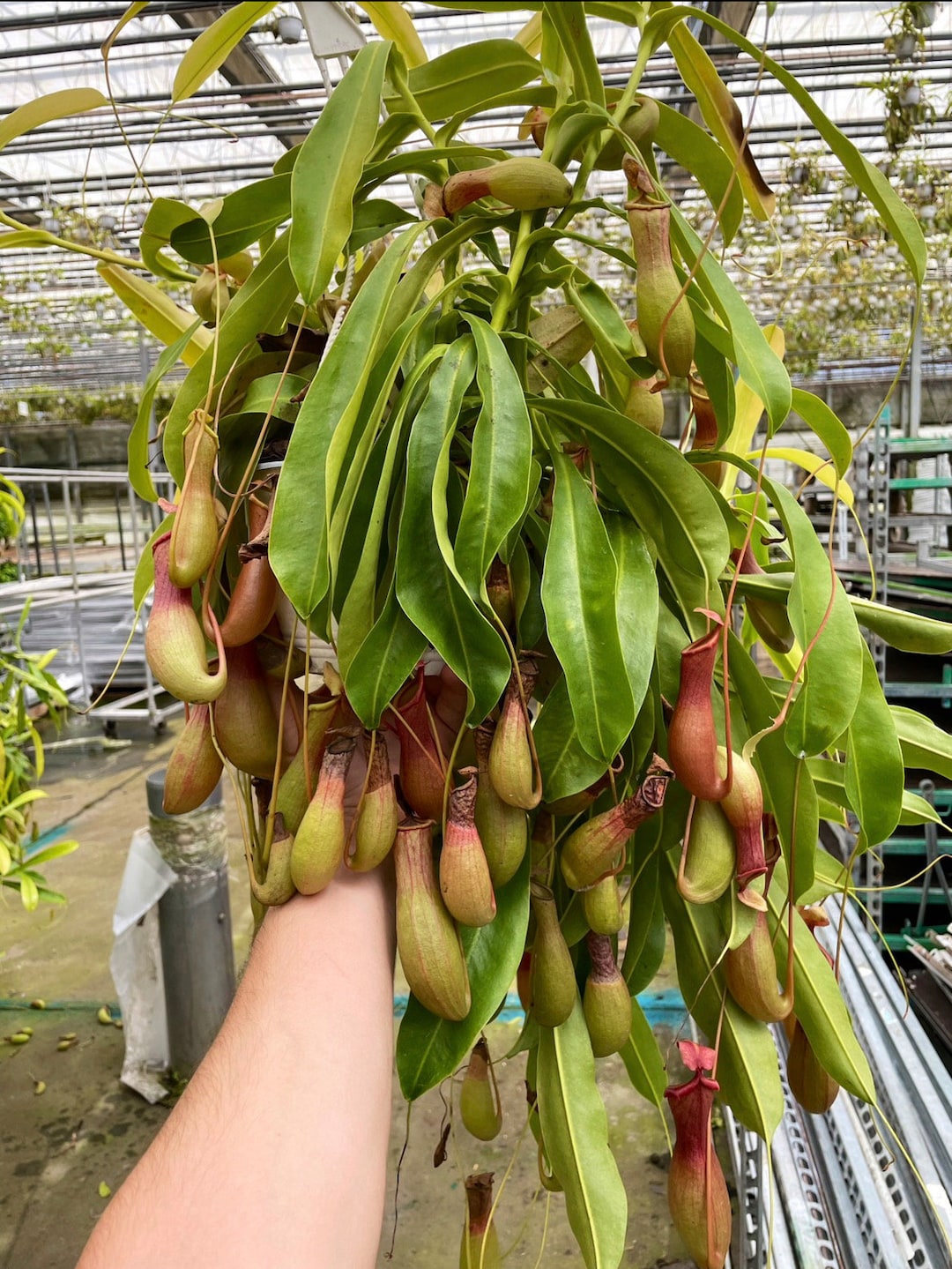 XXL Alata Pitcher Plant - Carnivorous Hanging Plant in 6'' Pot - Etsy