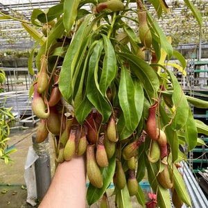May include: A close-up of a green pitcher plant with many long, slender, green and red pitchers hanging down. The plant is being held by a person's hand.