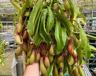 Carnivorous Pitcher Plant - Asian Pitcher Plant - Alata Pitcher Plant - 6'' Plastic Pot Hanging Basket - XXL Grade A+