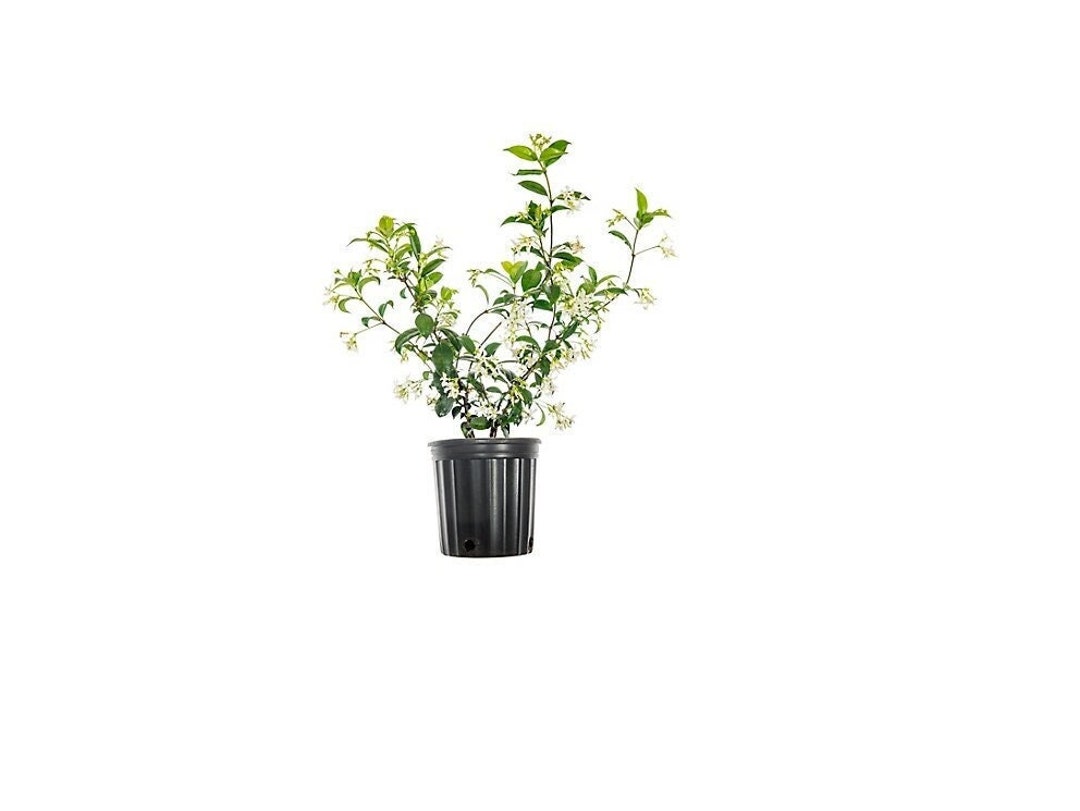 Premium Trachelospermum Jasminoides Fragrant Jasmine Plant Etsy
