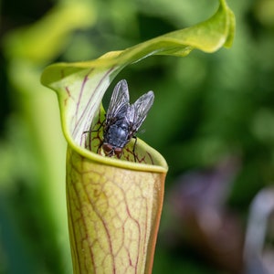 Pode incluir: Uma imagem em close-up de uma planta carn&iacute;vora, uma Sarracenia, com uma mosca dentro. A planta &eacute; verde e amarela com veias vermelhas, e a mosca &eacute; cinza escura com asas transl&uacute;cidas. O fundo &eacute; verde desfocado.