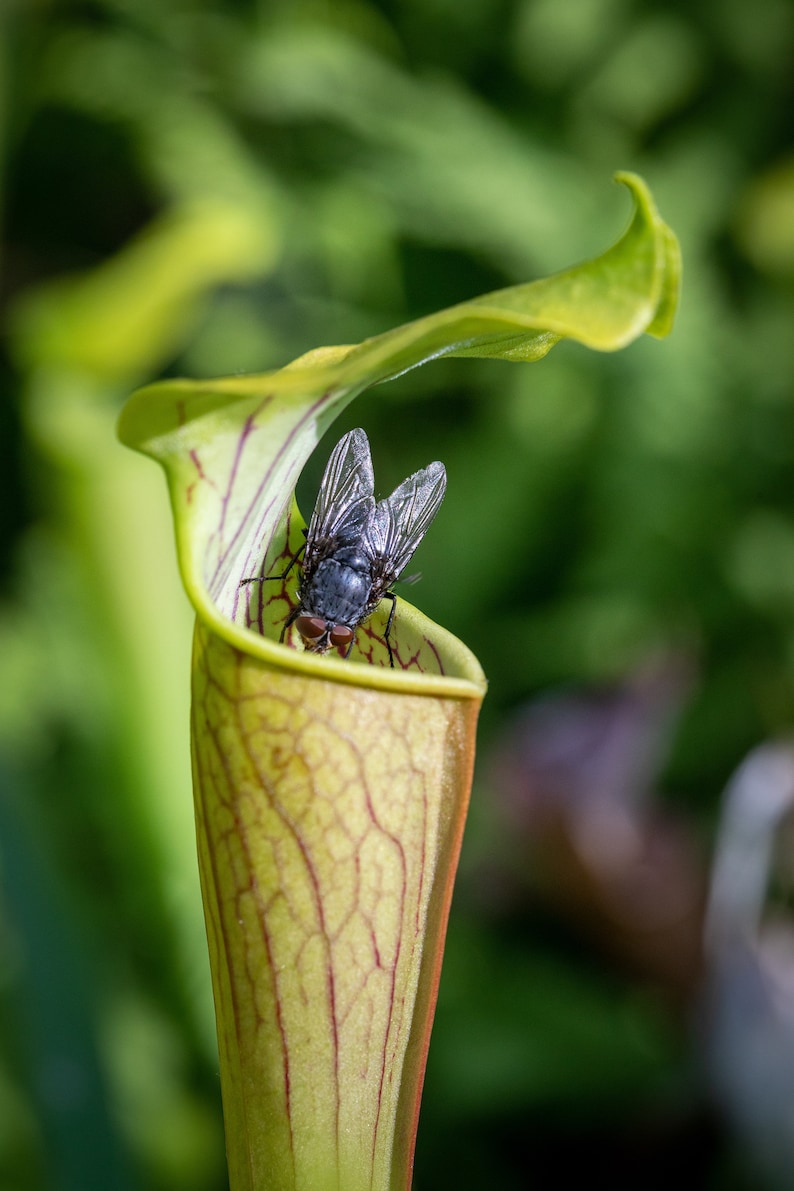 Pode incluir: Uma imagem em close-up de uma planta carn&iacute;vora, uma Sarracenia, com uma mosca dentro. A planta &eacute; verde e amarela com veias vermelhas, e a mosca &eacute; cinza escura com asas transl&uacute;cidas. O fundo &eacute; verde desfocado.