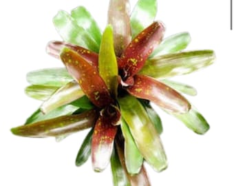 Bromeliad Acrosa - Red and Green Live Bromeliad - 6” Pot
