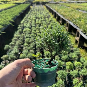 May include: A small rosemary plant in a green plastic pot. The plant has green needle-like leaves and is held in front of a field of other plants. The pot is filled with small green pebbles.