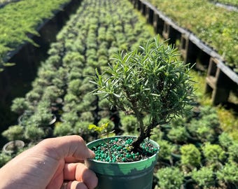 Pre-Bonsai Rosemary Tree in a 4” Pot – Aromatic and Elegant
