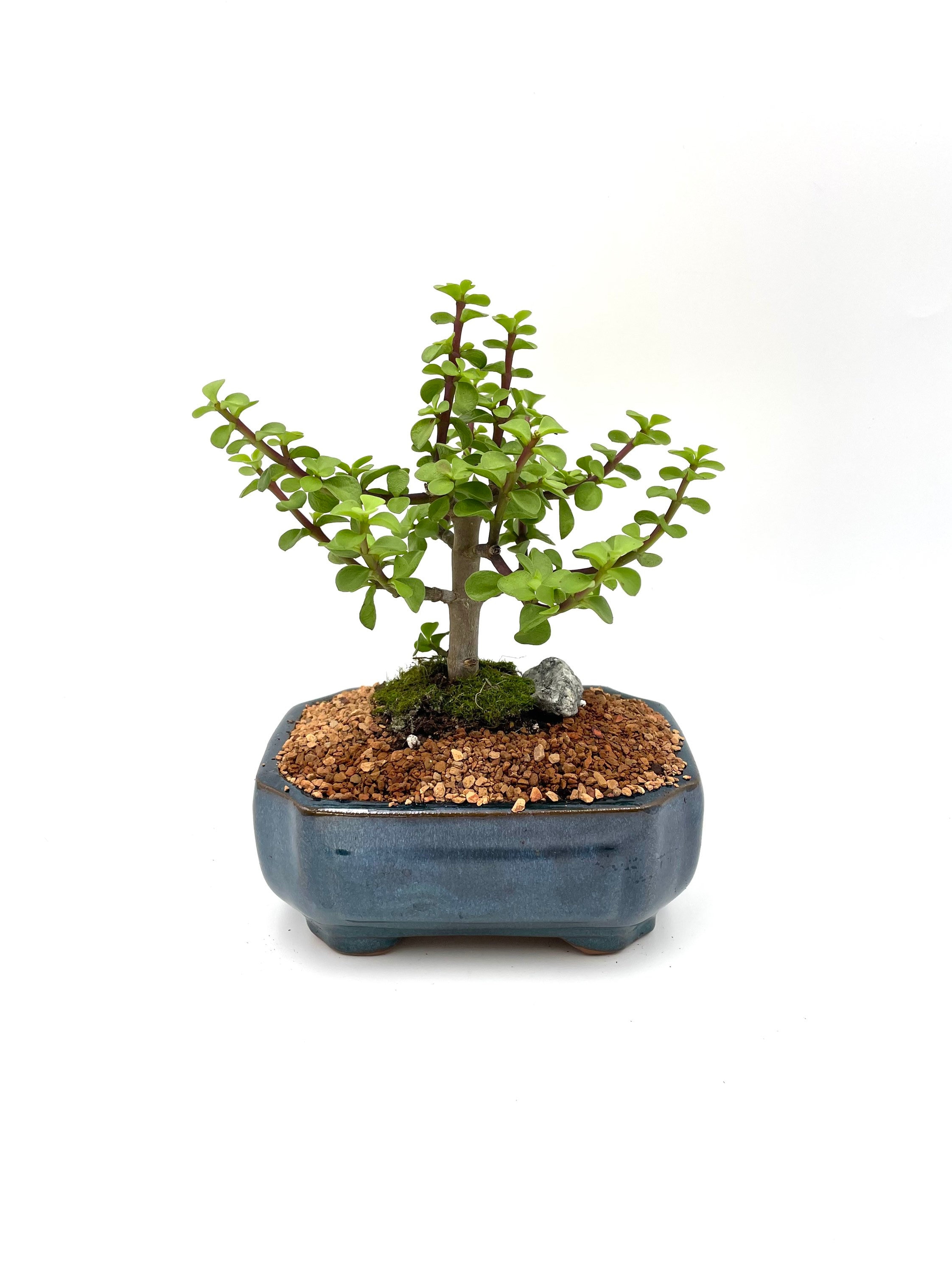 Dwarf Jade Live Bonsai Tree: Indoor Succulent in Glazed Blue Pot