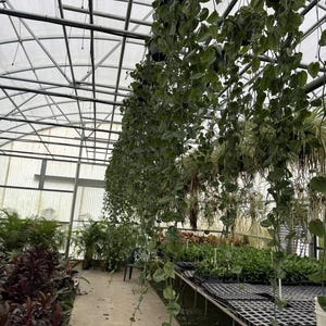 Scindapsus Silver Pothos – 8″ Hanging Basket | Long Vine | Silver Satin Houseplant