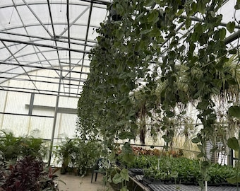 Scindapsus Silver Pothos – 8″ Hanging Basket | Long Vine | Silver Satin Houseplant