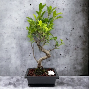 May include: A small bonsai tree with green leaves and a twisted trunk in a black square pot with brown soil and a white rock. The tree is against a gray concrete wall.