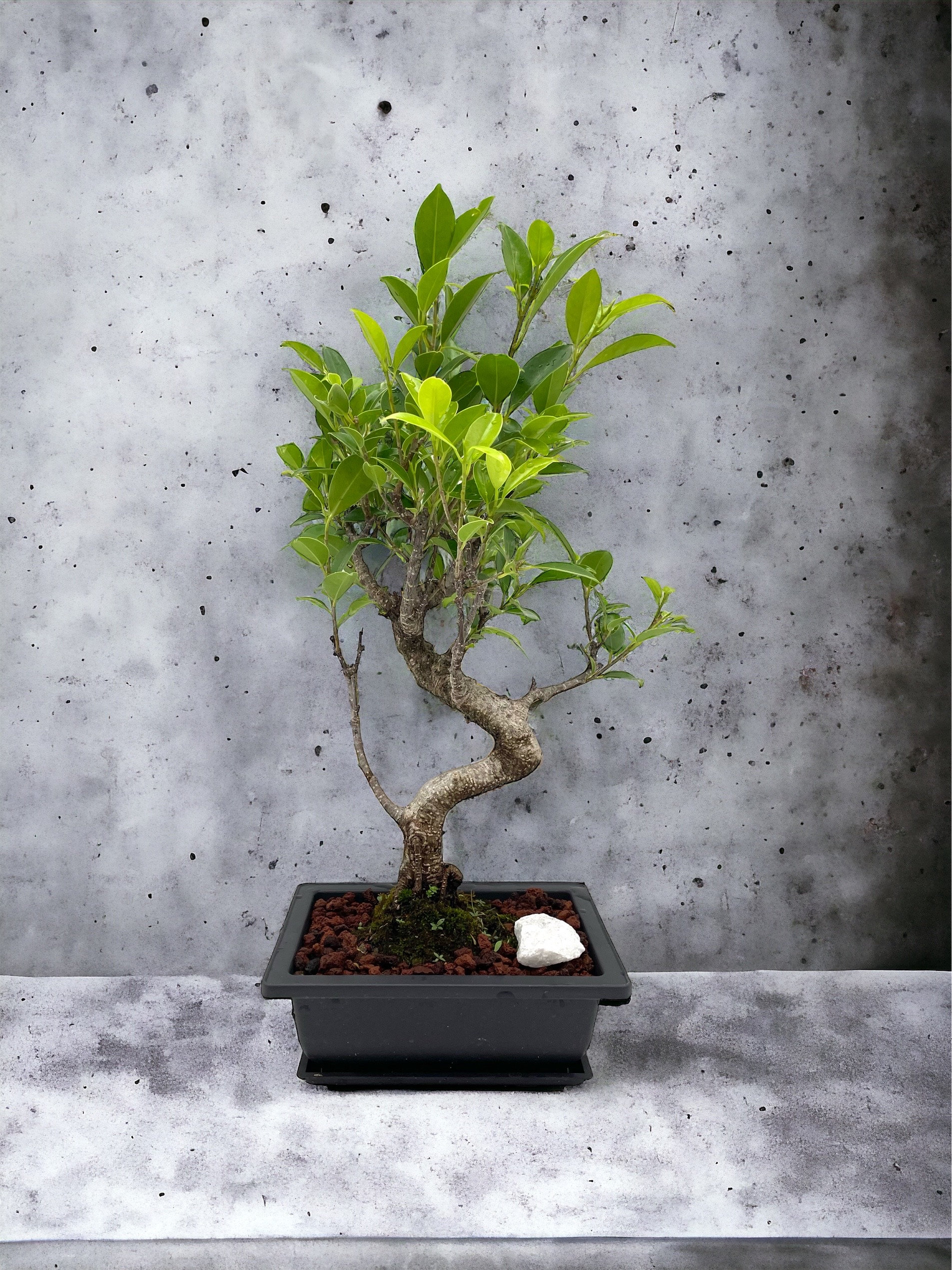 Ficus Retusa Bonsai Tree 14" Tall in Plastic Pot With Live Moss - Etsy