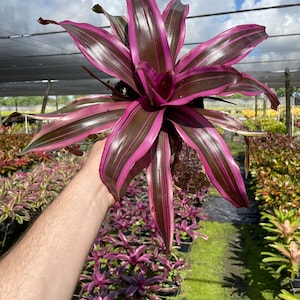 Bromeliad Hawiian Magic - Big Pink and Green Plant