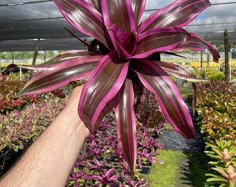 VILLARI  ヴィラリ　ブルーミングバタフライ ポット　ピンク Bromeliad Hawiian Magic - Big Pink and Green Plant - Etsy