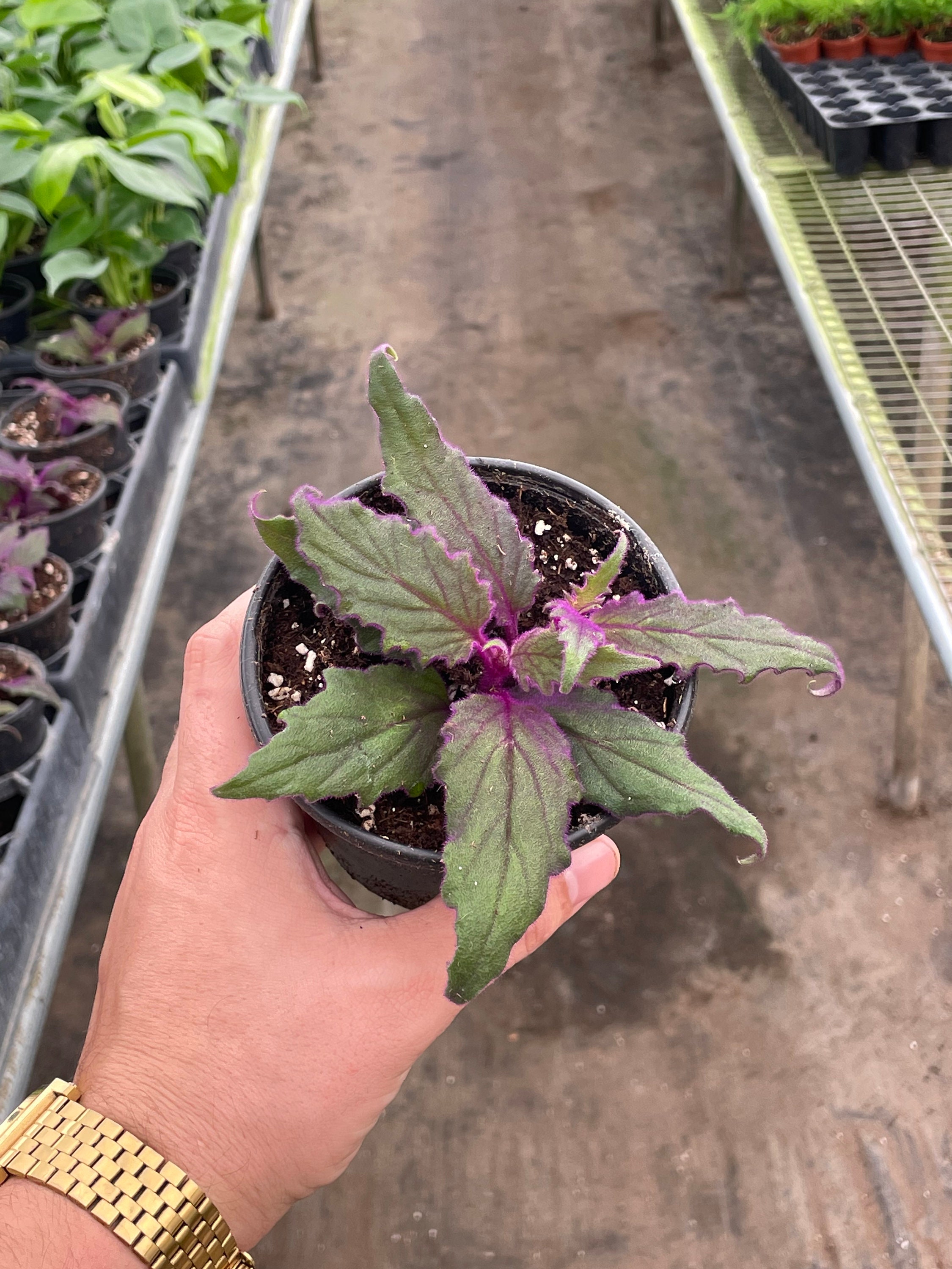 Gynura aurantiaca - Purple Passion Plant - 4” container
