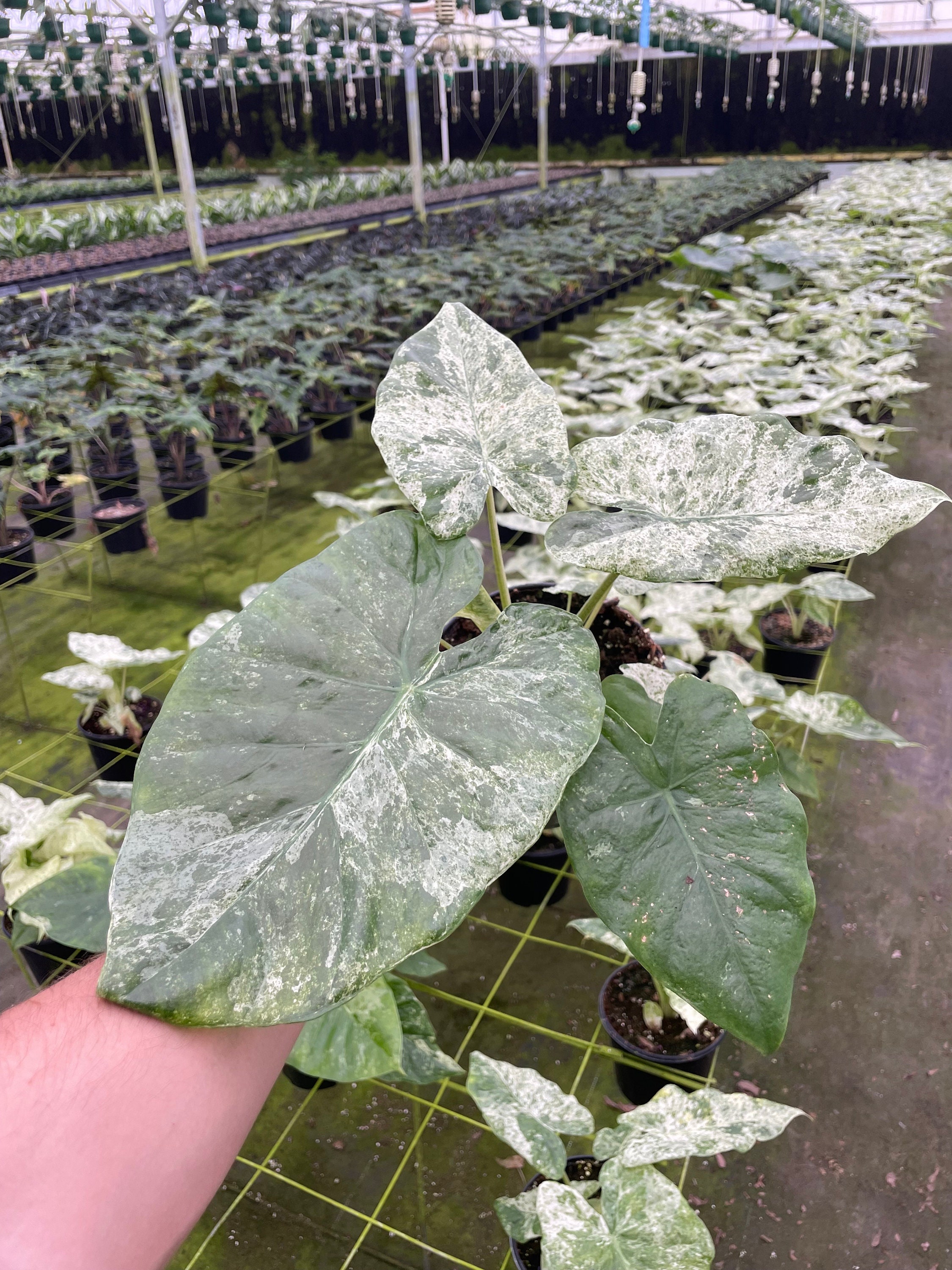 Alocasia Blizzard – Snowy White Foliage - Extra Variagation - 6