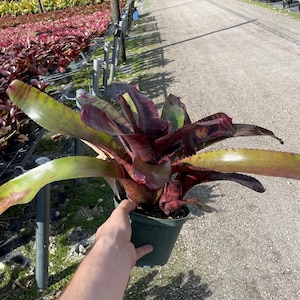 Bromeliad Neo Red Tiger – Stunning Tropical Foliage with Bold Colors 6&#39;&#39; Potted Bromeliad