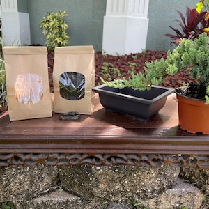 DIY Bonsai Kit for Beginners and Experts
