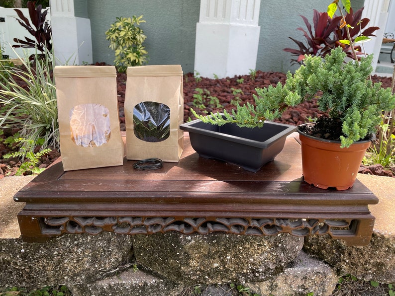 DIY Bonsai Kit for Beginners and Experts
