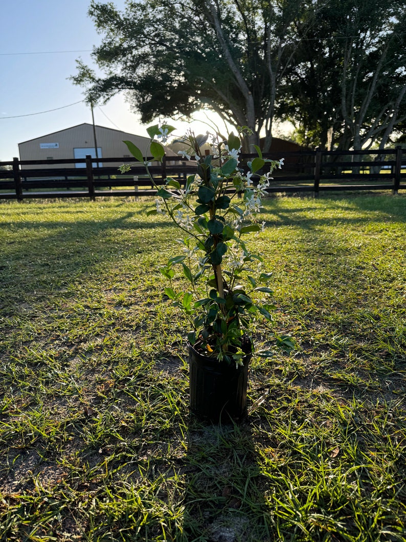 Premium Trachelospermum jasminoides Fragrant Jasmine Plant for Sale 1 Gallon Pot Blooming Flowers image 4