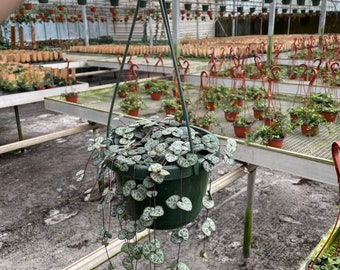 String of Hearts Plant in 5'' Hanging Basket: Trailing Succulent