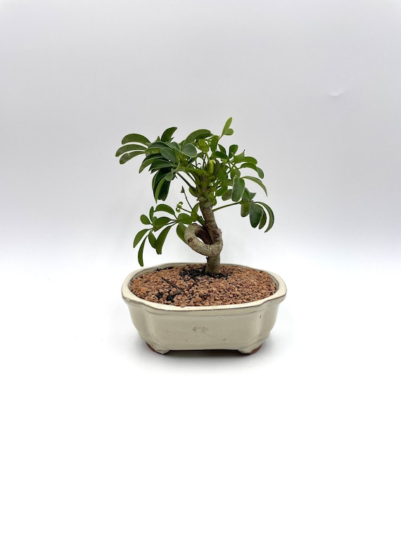 black pine bonsai tree for sale Japanese Black Pine Seedlings - 2 Sizes