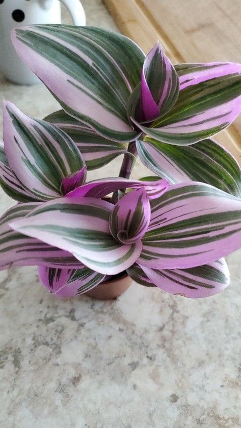 LJPlantNursery Tradescantia Zebrina Plant - Thumbnail 4