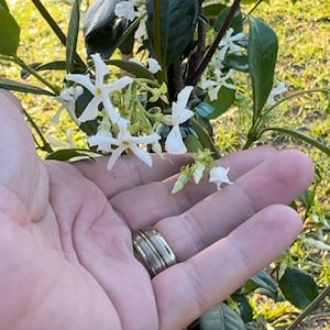 Op de afbeelding: Close-up van een plant met donkergroene bladeren en trossen kleine, witte, stervormige bloemen. De plant staat in een tuin, met zonlicht dat het gebladerte en de bloemen verlicht. Een hand houdt de plant vast.