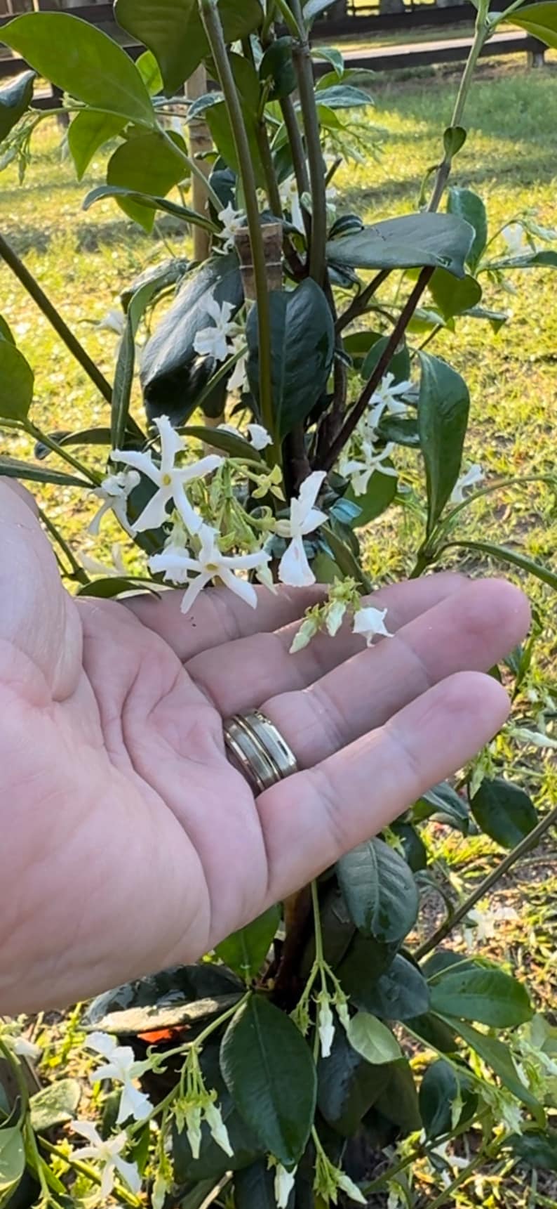 Fragrant Jasmine Plant: Trachelospermum Jasminoides - Thumbnail 4